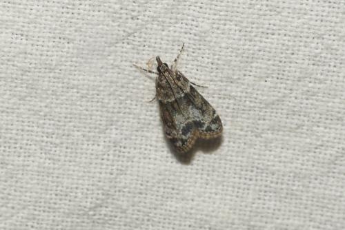 Eudonia mercurella